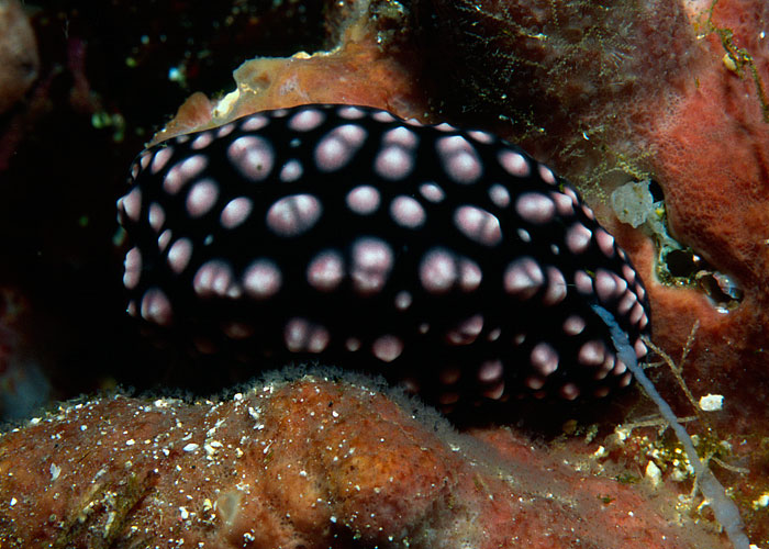 Phyllidiella nigra